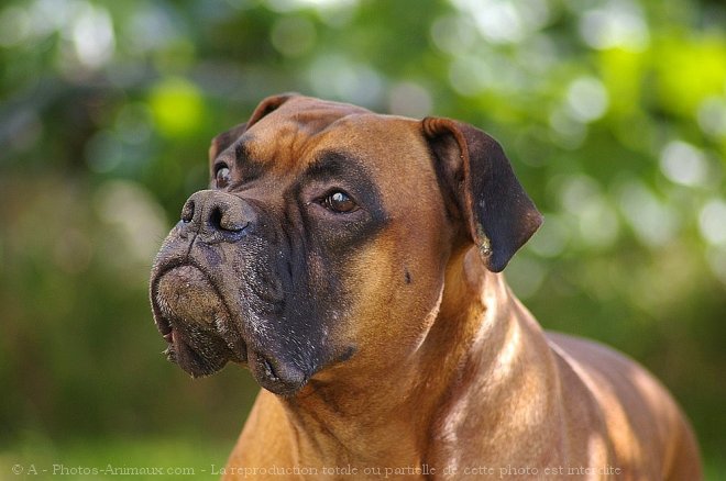 Photo de Boxer