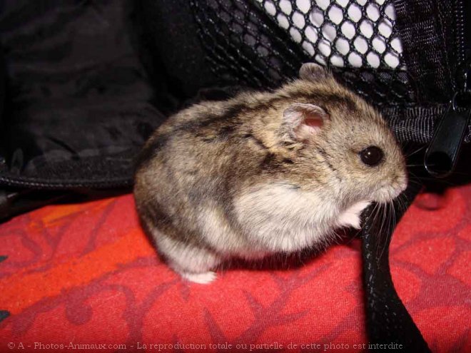 Photo de Hamster