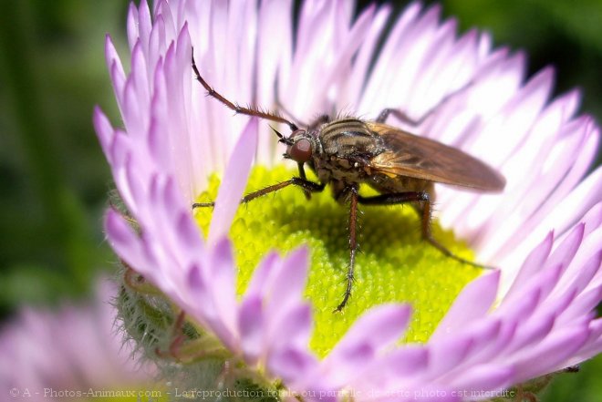 Photo de Mouche