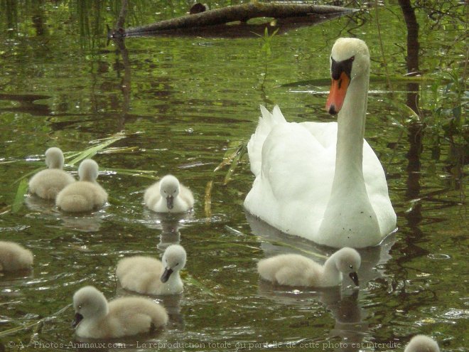 Photo de Cygne