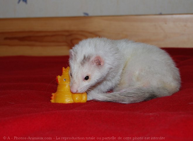 Photo de Furet