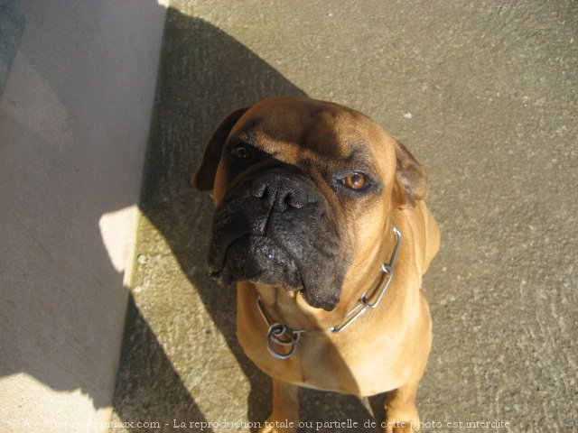 Photo de Boxer