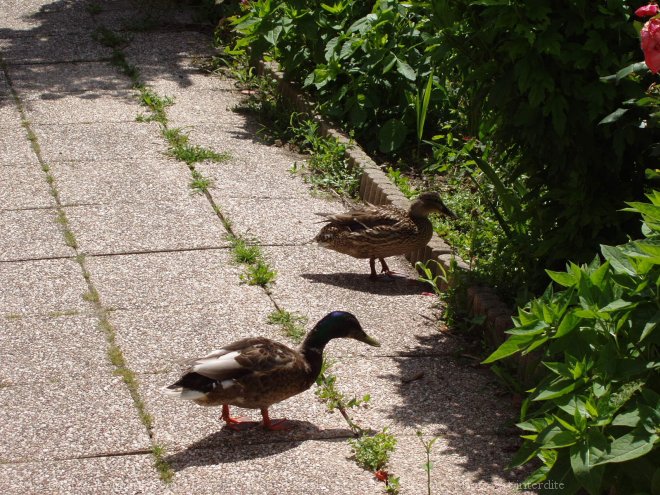 Photo de Canard colvert