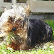 Photo de Yorkshire terrier