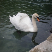 Photo de Cygne