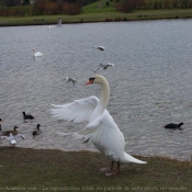 Photo de Cygne