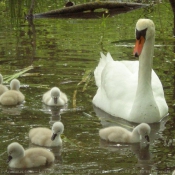 Photo de Cygne