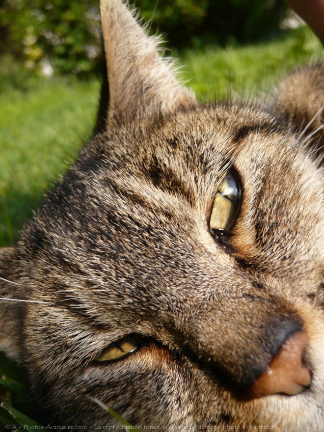 Photo de Chat domestique