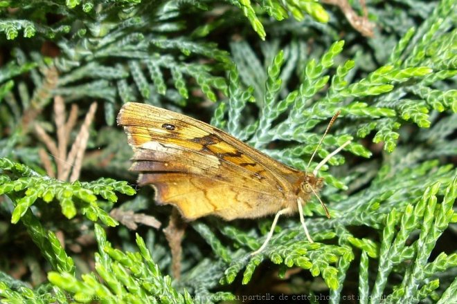 Photo de Papillon