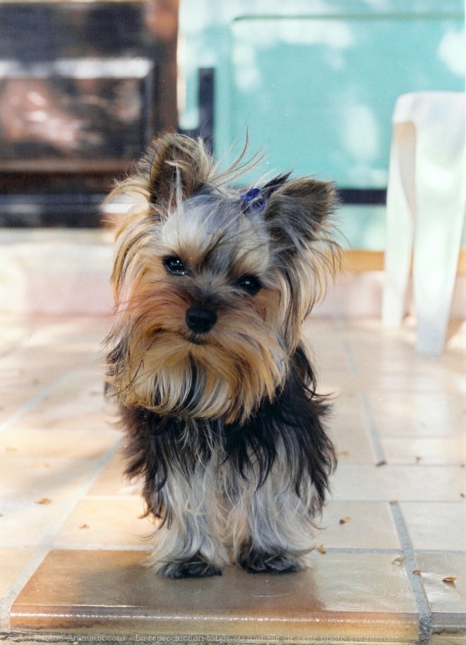 Photo de Yorkshire terrier