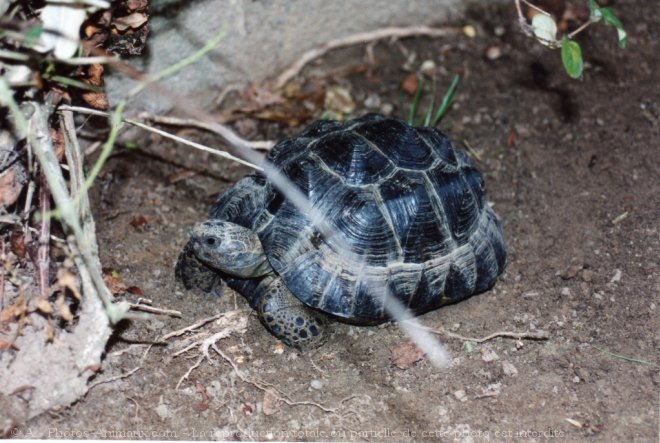 Photo de Tortue