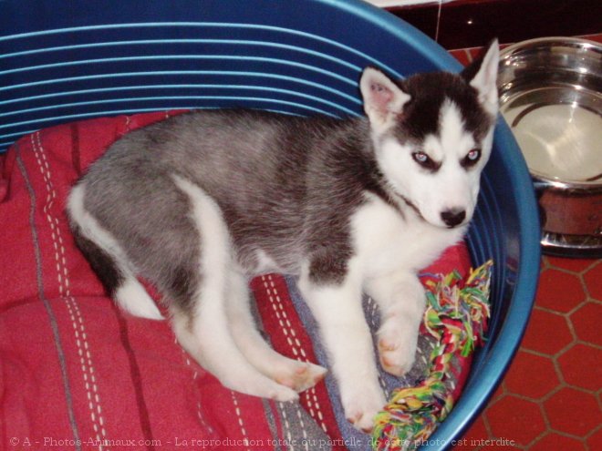 Photo de Husky siberien