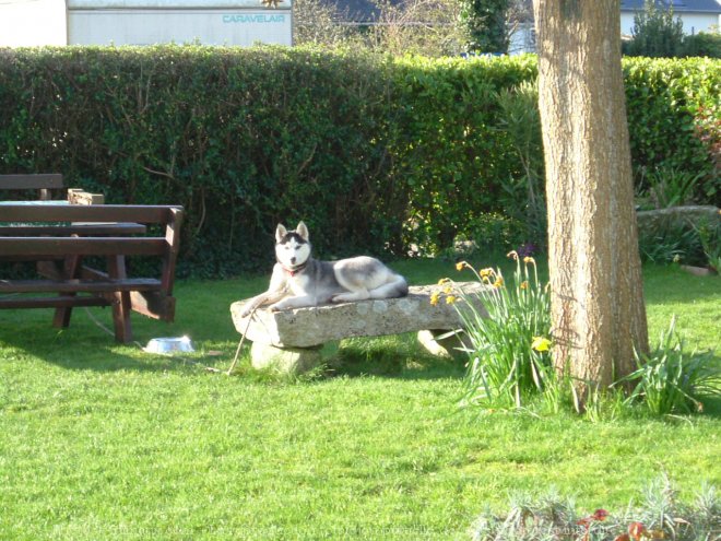 Photo de Husky siberien