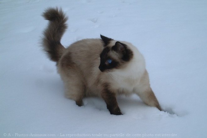 Photo de Ragdoll