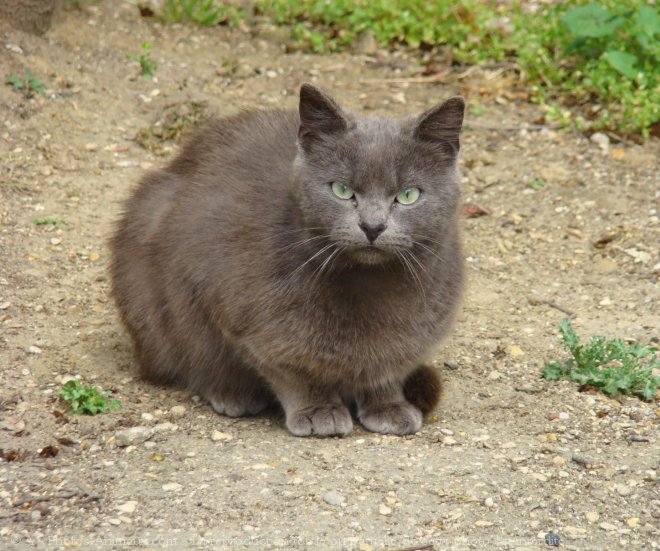 Photo de Chat domestique