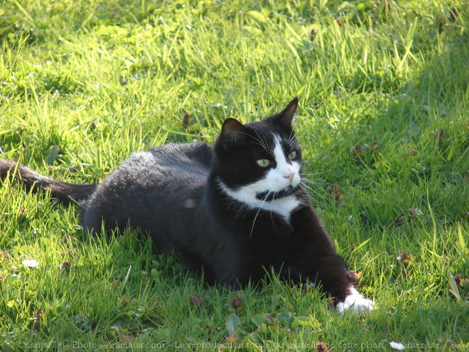 Photo de Chat domestique