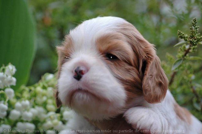 Photo de Cavalier king charles spaniel