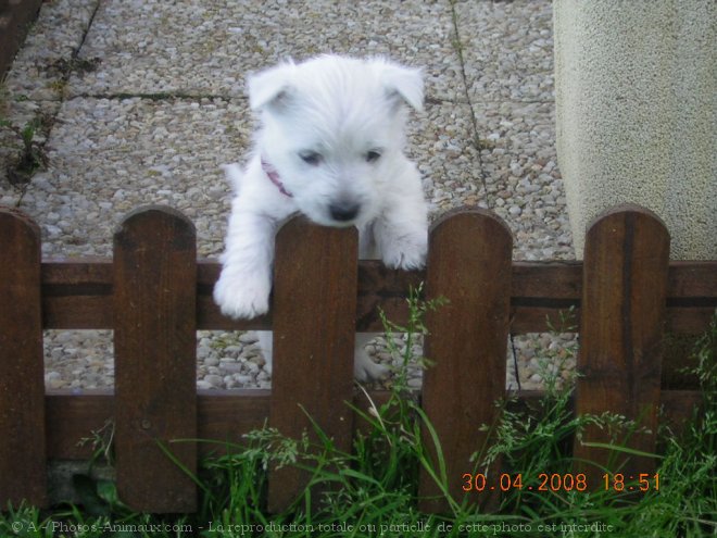 Photo de West highland white terrier