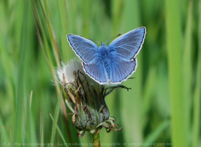 Photo de Papillon - le bel argus