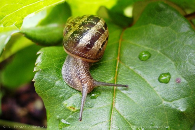 Photo d'Escargot