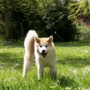 Photo d'Akita inu