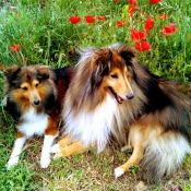 Photo de Chien de berger des shetland