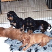 Photo de Cavalier king charles spaniel