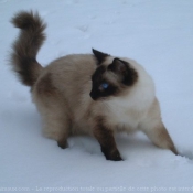 Photo de Ragdoll