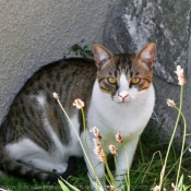 Photo de Chat domestique