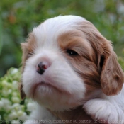 Photo de Cavalier king charles spaniel