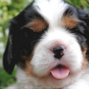 Photo de Cavalier king charles spaniel