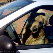 Photo de Golden retriever