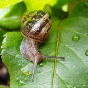 Photo d'Escargot