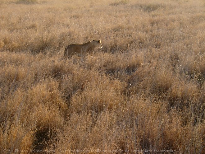 Photo de Lion