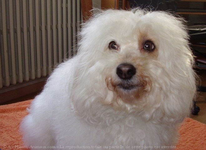 Photo de Coton de tulear