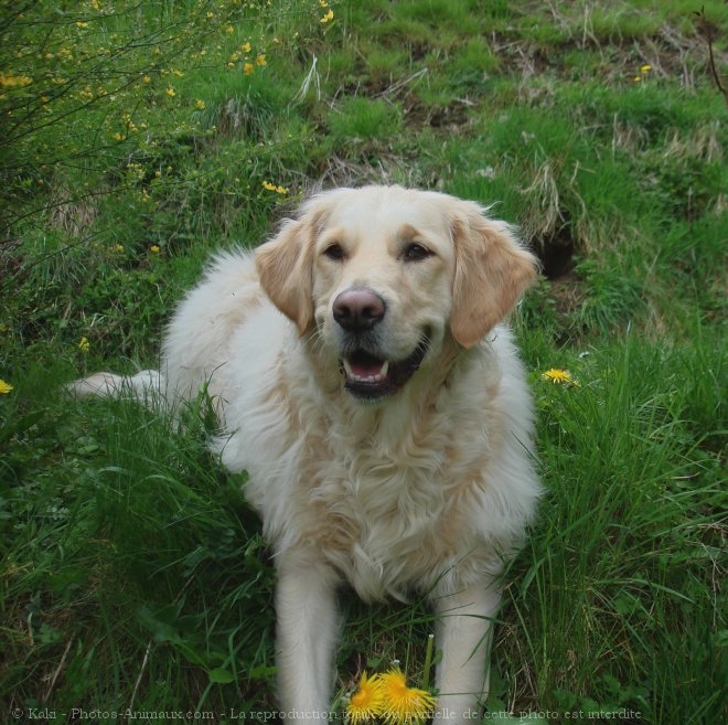 Photo de Golden retriever