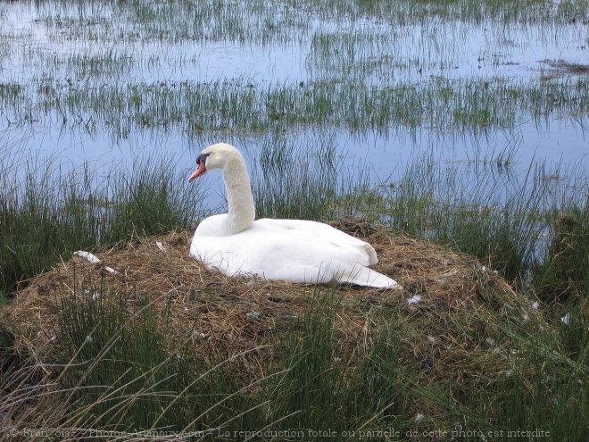 Photo de Cygne