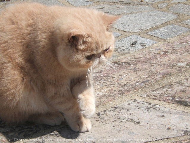 Photo d'Exotic shorthair