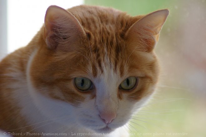 Photo de Chat domestique