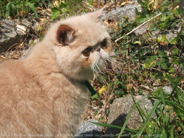 Photo d'Exotic shorthair