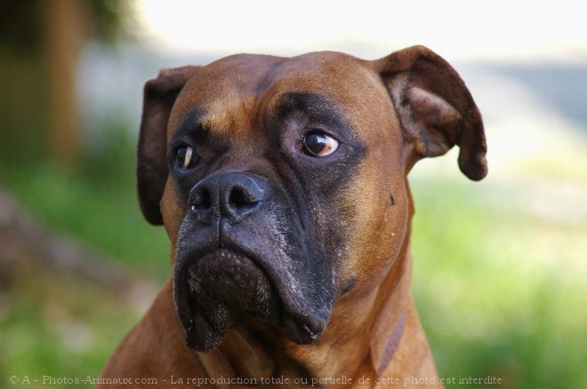 Photo de Boxer