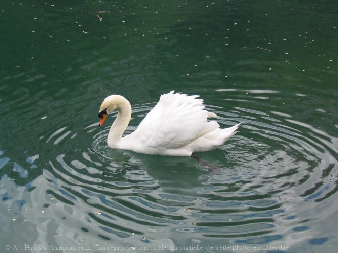 Photo de Cygne