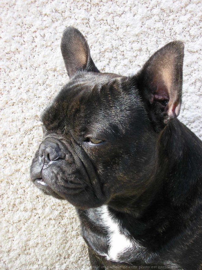 Photo de Bouledogue franais