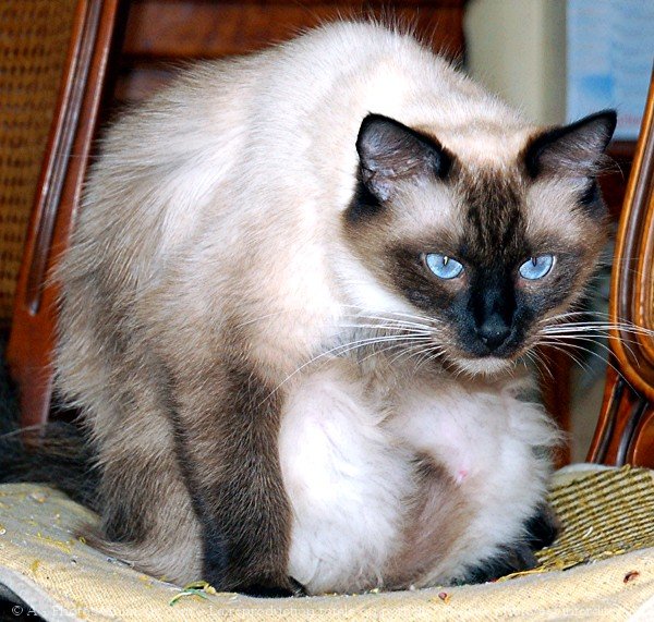 Photo de Ragdoll