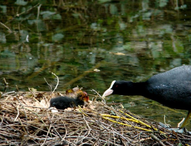 Photo de Foulque macroule