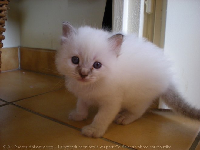 Photo de Ragdoll