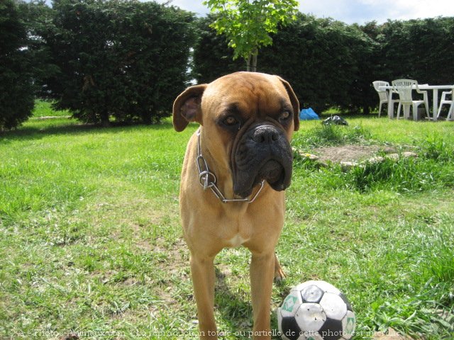 Photo de Boxer