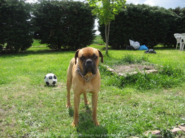 Photo de Boxer