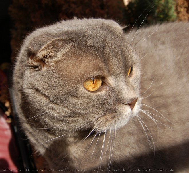 Photo de Scottish fold