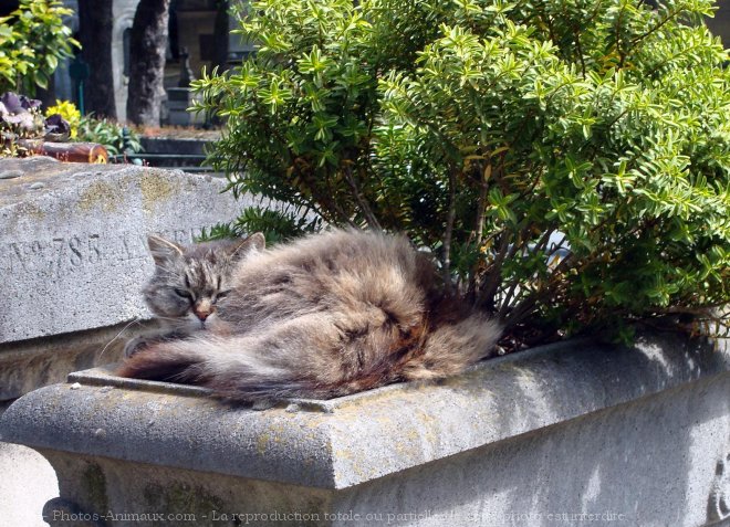 Photo de Chat domestique